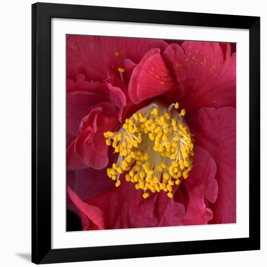 Camelia-Magda Indigo-Framed Photographic Print