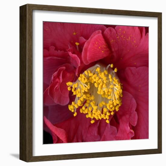 Camelia-Magda Indigo-Framed Photographic Print