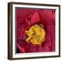 Camelia-Magda Indigo-Framed Photographic Print