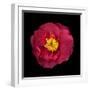 Camelia-Magda Indigo-Framed Photographic Print