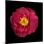 Camelia-Magda Indigo-Mounted Photographic Print