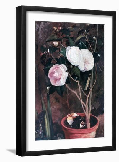 Camelias, 19th Century-Antonio Costa-Framed Giclee Print