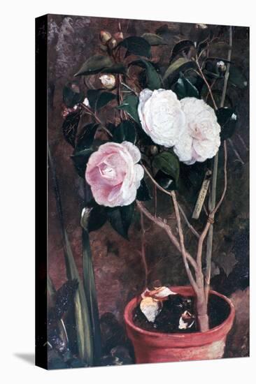 Camelias, 19th Century-Antonio Costa-Stretched Canvas