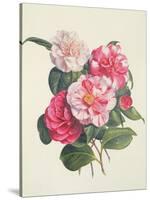 Camelias, C.1840-Augusta Innes Withers-Stretched Canvas