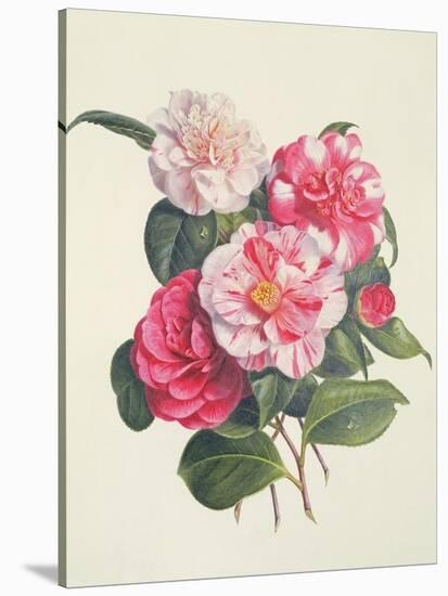 Camelias, C.1840-Augusta Innes Withers-Stretched Canvas