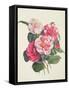 Camelias, C.1840-Augusta Innes Withers-Framed Stretched Canvas