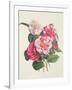 Camelias, C.1840-Augusta Innes Withers-Framed Giclee Print