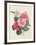 Camelias, C.1840-Augusta Innes Withers-Framed Giclee Print