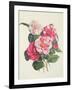 Camelias, C.1840-Augusta Innes Withers-Framed Giclee Print