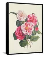 Camelias, C.1840-Augusta Innes Withers-Framed Stretched Canvas