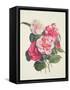 Camelias, C.1840-Augusta Innes Withers-Framed Stretched Canvas