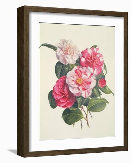 Camelias, C.1840-Augusta Innes Withers-Framed Giclee Print