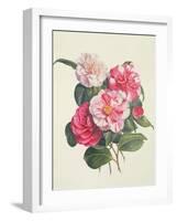 Camelias, C.1840-Augusta Innes Withers-Framed Giclee Print