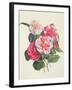 Camelias, C.1840-Augusta Innes Withers-Framed Giclee Print