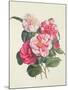 Camelias, C.1840-Augusta Innes Withers-Mounted Giclee Print