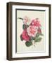 Camelias, C.1840-Augusta Innes Withers-Framed Giclee Print