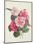 Camelias, C.1840-Augusta Innes Withers-Mounted Giclee Print