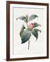 Camellia, 1826-Louise D'Orleans-Framed Giclee Print