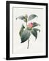 Camellia, 1826-Louise D'Orleans-Framed Giclee Print