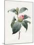 Camellia, 1826-Louise D'Orleans-Mounted Giclee Print