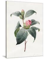 Camellia, 1826-Louise D'Orleans-Stretched Canvas