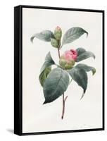 Camellia, 1826-Louise D'Orleans-Framed Stretched Canvas