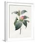 Camellia, 1826-Louise D'Orleans-Framed Giclee Print