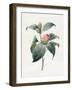 Camellia, 1826-Louise D'Orleans-Framed Giclee Print