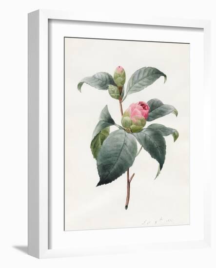 Camellia, 1826-Louise D'Orleans-Framed Giclee Print