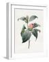 Camellia, 1826-Louise D'Orleans-Framed Giclee Print