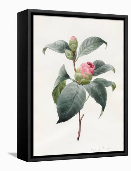 Camellia, 1826-Louise D'Orleans-Framed Stretched Canvas