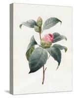 Camellia, 1826-Louise D'Orleans-Stretched Canvas