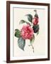 Camellia, 1827-Louise D'Orleans-Framed Giclee Print