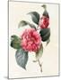 Camellia, 1827-Louise D'Orleans-Mounted Giclee Print