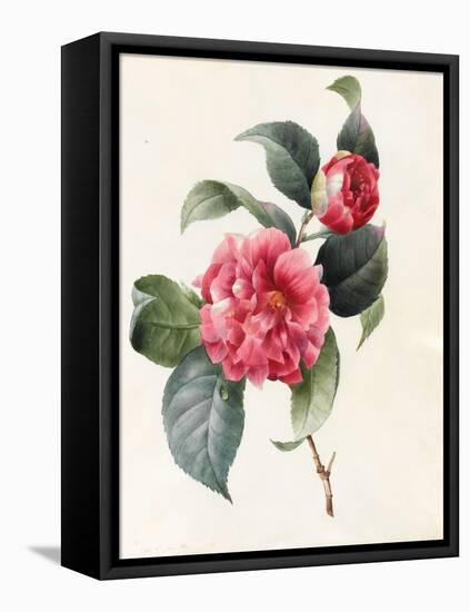 Camellia, 1827-Louise D'Orleans-Framed Stretched Canvas