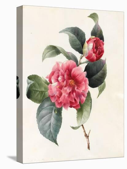 Camellia, 1827-Louise D'Orleans-Stretched Canvas
