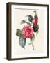 Camellia, 1827-Louise D'Orleans-Framed Giclee Print