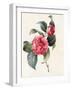 Camellia, 1827-Louise D'Orleans-Framed Giclee Print