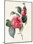 Camellia, 1827-Louise D'Orleans-Mounted Giclee Print