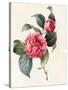 Camellia, 1827-Louise D'Orleans-Stretched Canvas