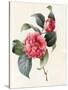 Camellia, 1827-Louise D'Orleans-Stretched Canvas