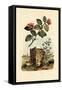 Camellia, 1833-39-null-Framed Stretched Canvas