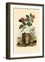 Camellia, 1833-39-null-Framed Giclee Print