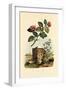 Camellia, 1833-39-null-Framed Giclee Print