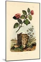 Camellia, 1833-39-null-Mounted Giclee Print