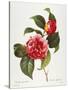 Camellia, 1833-null-Stretched Canvas