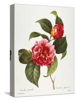 Camellia, 1833-null-Stretched Canvas