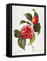 Camellia, 1833-null-Framed Stretched Canvas