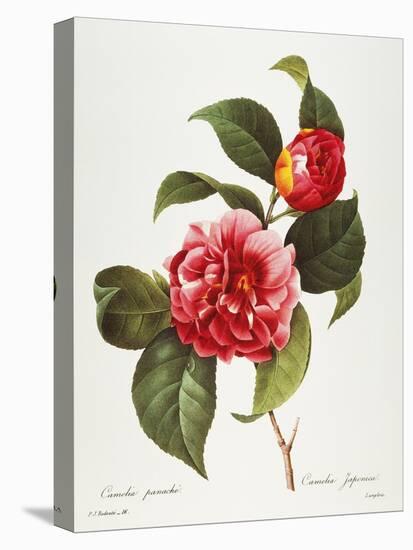 Camellia, 1833-null-Stretched Canvas