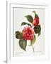 Camellia, 1833-null-Framed Giclee Print